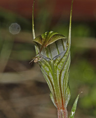 Pterostylis striata