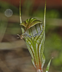 Pterostylis striata
