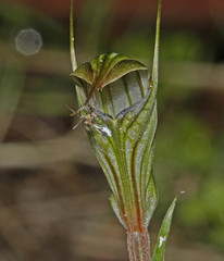 Pterostylis striata