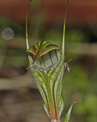 Pterostylis striata