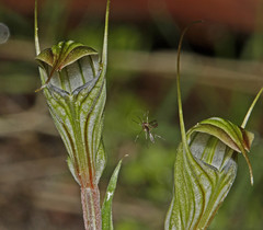 Pterostylis striata