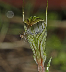 Pterostylis striata