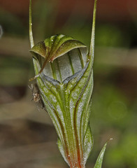 Pterostylis striata