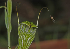 Pterostylis striata