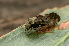 Nimbopsocus australis