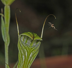 Pterostylis striata