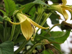 Siphocampylus giganteus