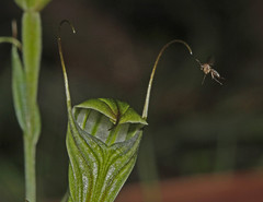 Pterostylis striata