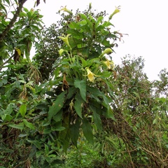 Siphocampylus giganteus