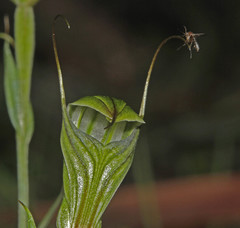 Pterostylis striata