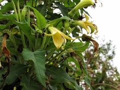 Siphocampylus giganteus