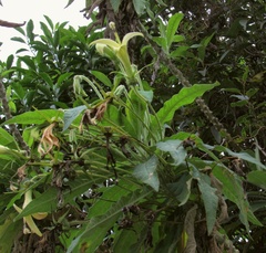 Siphocampylus giganteus