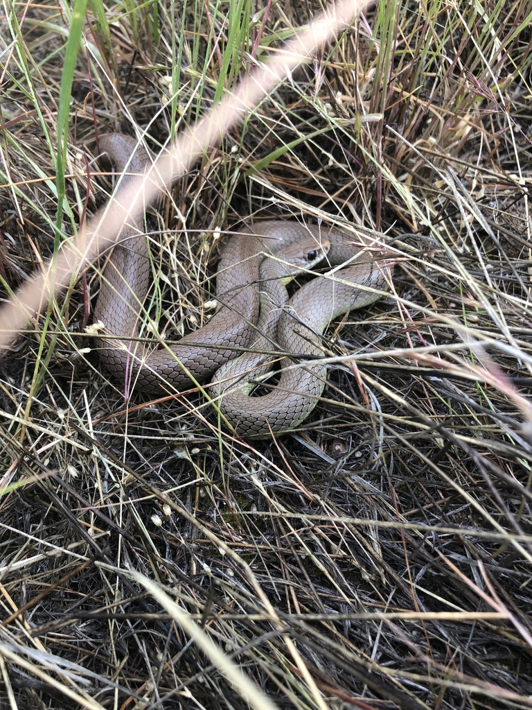Western Yellow-bellied Racer from Melba, ID, US on June 08, 2022 at 01: ...