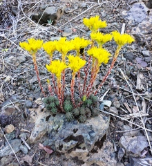 Sedum lanceolatum lanceolatum
