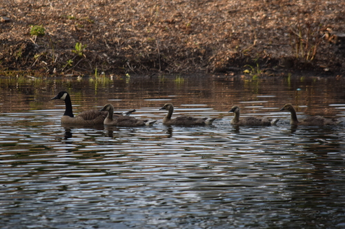 Canada Goose photographed in Delaware