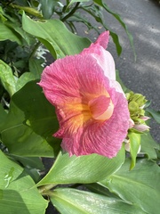 Costus phyllocephalus