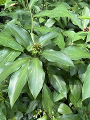 Costus phyllocephalus