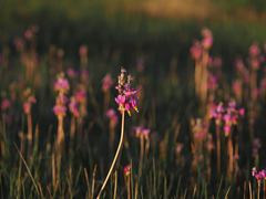 Primula pauciflora shoshonensis