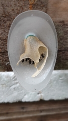 Lepidotrigona flavibasis