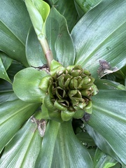 Costus phyllocephalus