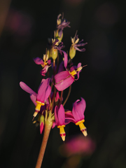 Primula pauciflora shoshonensis