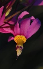 Primula pauciflora shoshonensis