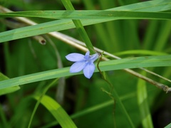 Lobelia gattingeri