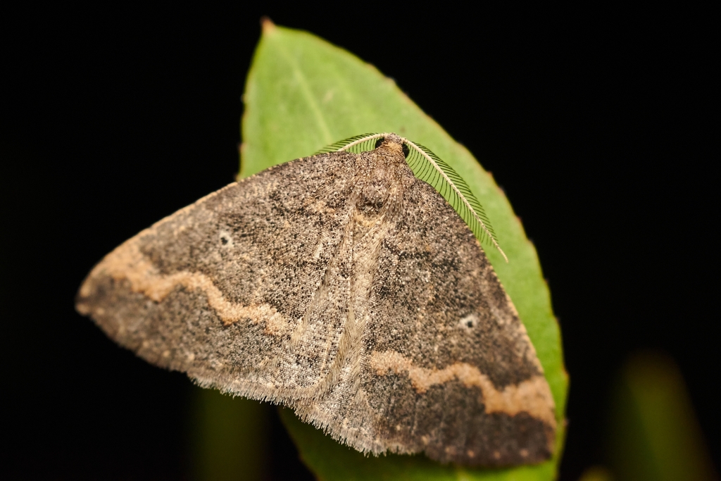 Thysanopyga varians