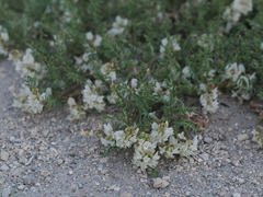 Astragalus johannis-howellii