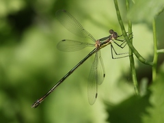 Lestes inaequalis