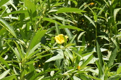 Ludwigia grandiflora