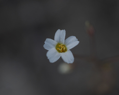 Linanthus inyoensis