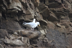 Larus argentatus image