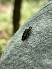 Agrilus bilineatus