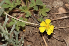 Potentilla wheeleri