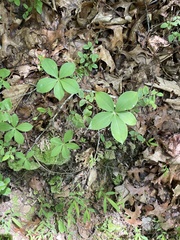 Isotria verticillata