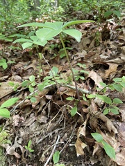 Isotria verticillata