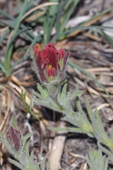 Castilleja cinerea