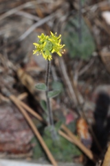 Draba corrugata