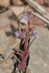 Phacelia austromontana