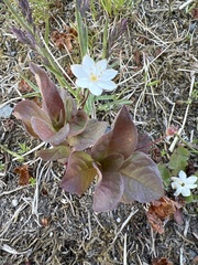Lysimachia europaea