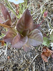 Lysimachia europaea