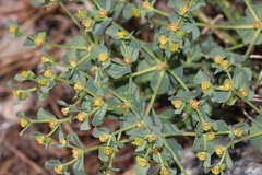 Euphorbia lurida