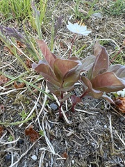 Lysimachia europaea