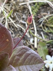 Lysimachia europaea