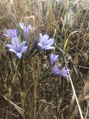 Triteleia peduncularis