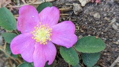Rosa bridgesii