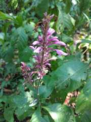 Odontonema callistachyum
