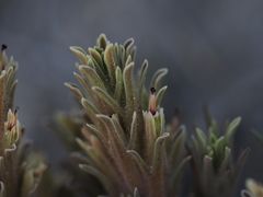 Castilleja pilosa pilosa