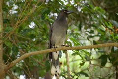 Strepera versicolor versicolor